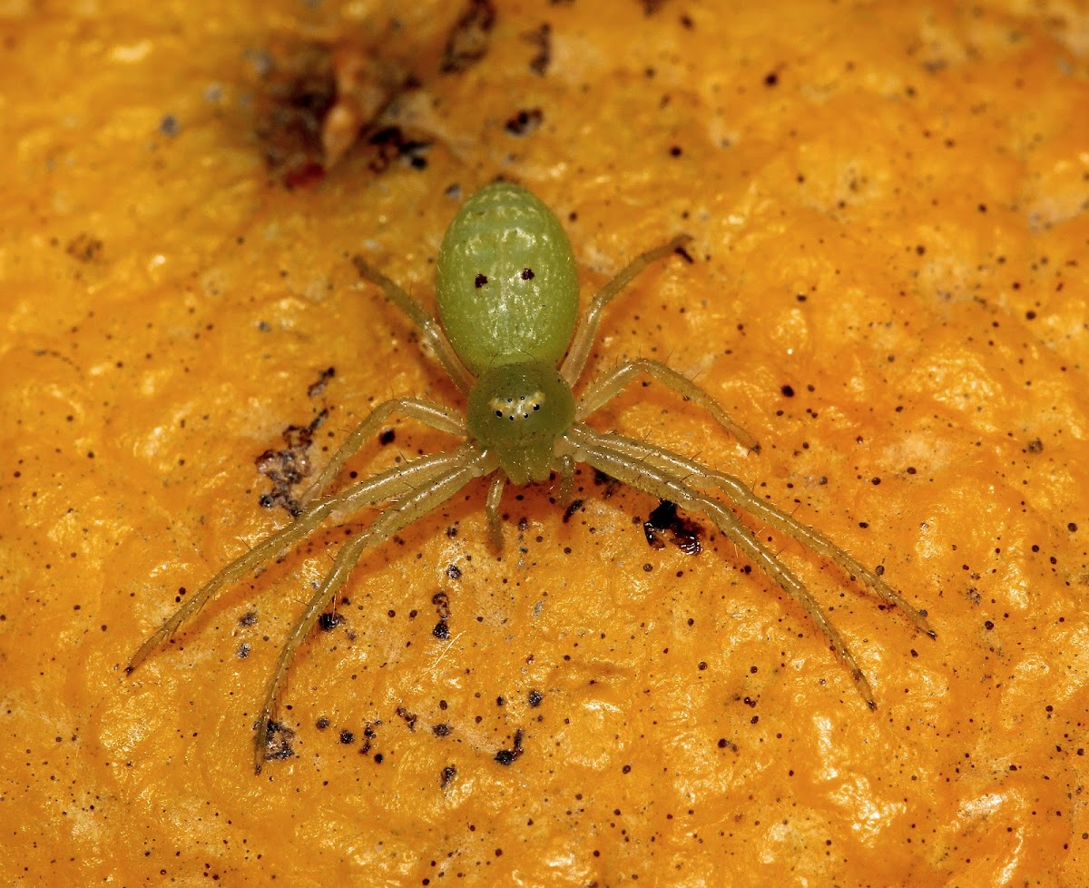 Green Crab Spider