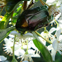 Rose chafer