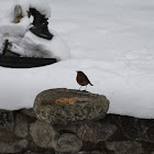 Robin Red Breast (European Robin)