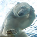 Polar Bear