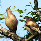 Rufous Hornero