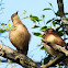 Rufous Hornero