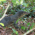 Dumeril's monitor