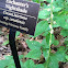 Enchanter's Nightshade