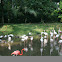Pink Flamingo