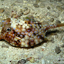 Thornback Cowfish