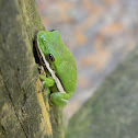 American Green Tree Frog