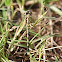 Ground Skimmer (female)