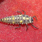 Ladybug Larva on Peach
