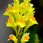 Linaria