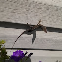 Green anole