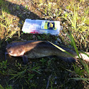 Blue catfish