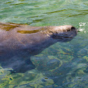 Florida Manatee