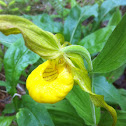 Yellow lady slipper