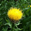 Armenian Basket Flower