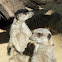 Meerkat