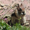 Golden-mantled ground squirrel