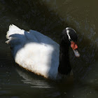 Black-necked Swan