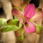 Curcuma amada