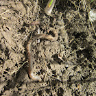 Earthworm