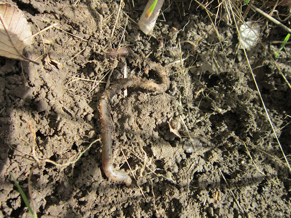 Spotting Image 1