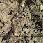 Earthworm
