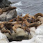 California Sea Lion