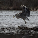 Great Blue Heron