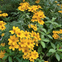 Mexican Marigold