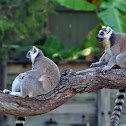Ring-tailed Lemur