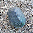 Diamond-backed Terrapin