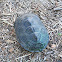 Diamond-backed Terrapin