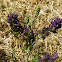 Alfalfa