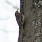 Brown Creeper