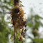 Nest of Purple Sunbird