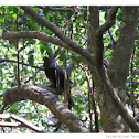 Slender-billed Cuckoo-Dove or Brown Cuckoo-Dove