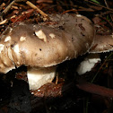 Australian umber amanita