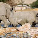 Rhinoceros