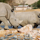 Rhinoceros