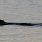 North American Beaver