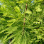 baldcypress