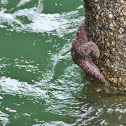 Purple or Ochre sea star