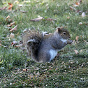 Eastern Gray Squirrel