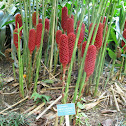 Beehive Ginger