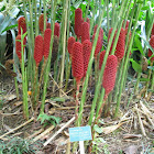 Beehive Ginger