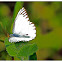 STRIPED ALBATROSS