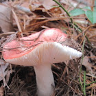 Red Russula