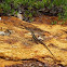 Tata Lizard