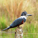 Ringed Kingfisher - female