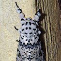 Notodontid Moth
